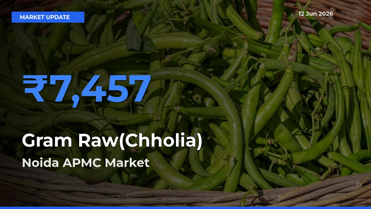Gram Raw(Chholia) Mandi Rate Today: Noida APMC Tops the List