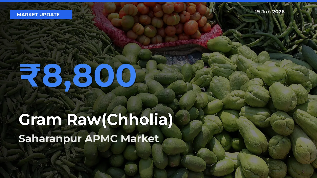 Saharanpur APMC Tops Gram Raw(Chholia) Rates – June 19 Market Update