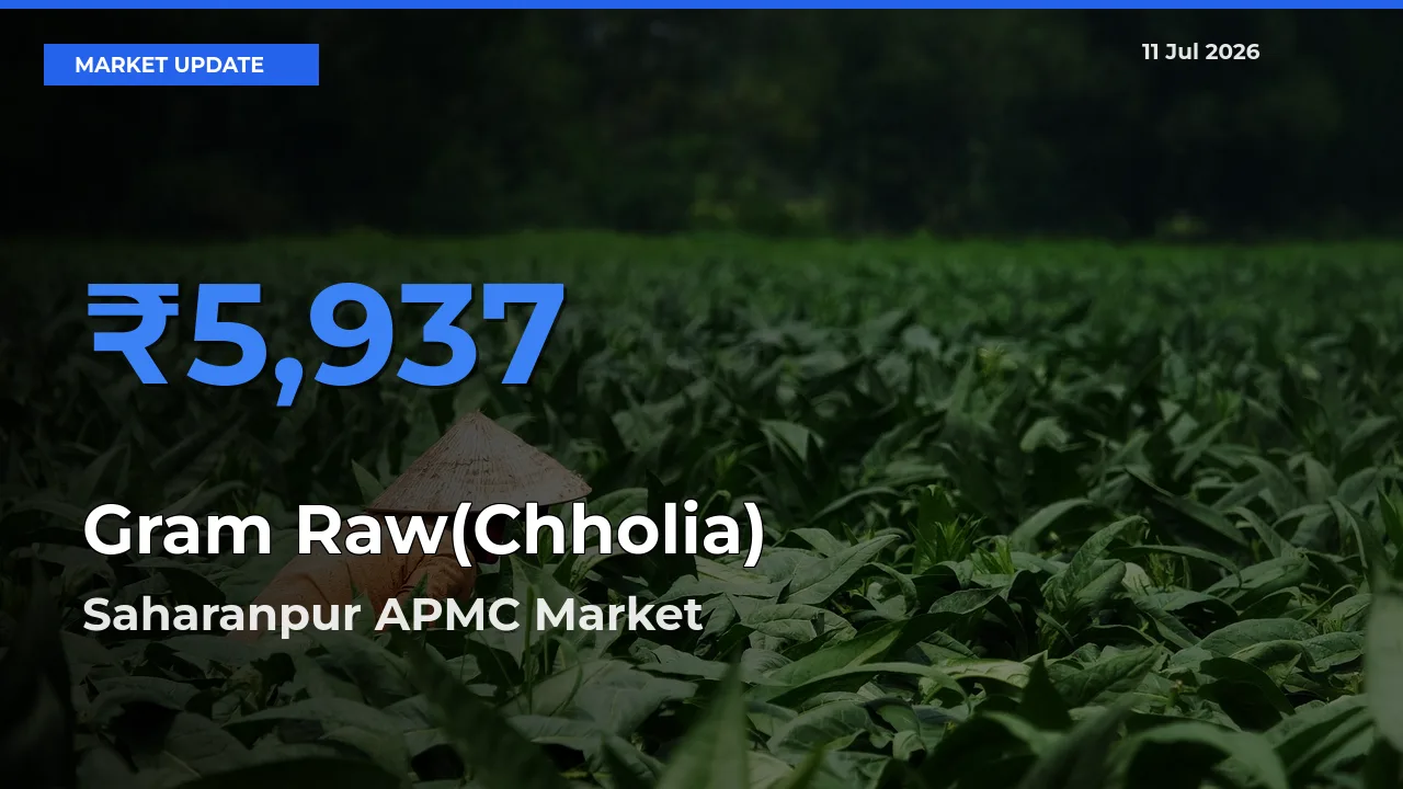 Saharanpur APMC Offers ₹5,937 – Highest Gram Raw(Chholia) Rate Today