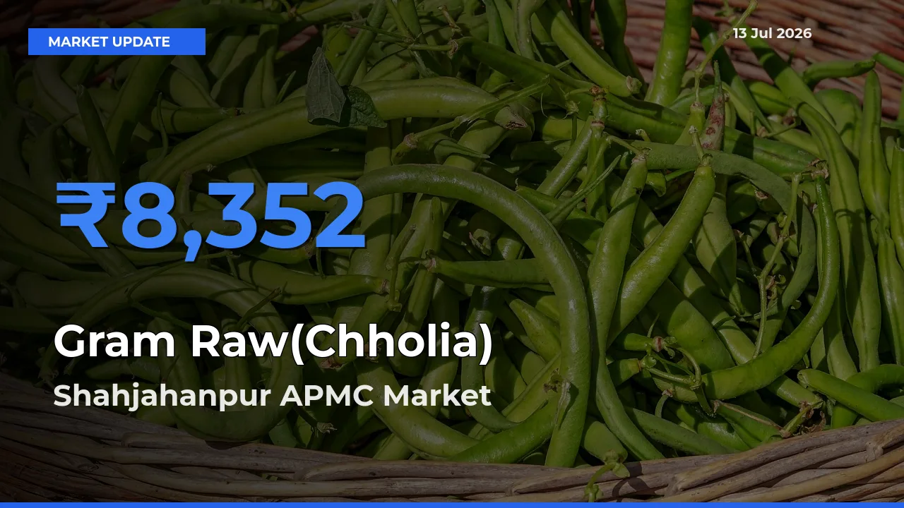 Gram Raw(Chholia) Mandi Rate Today: Shahjahanpur APMC Tops the List