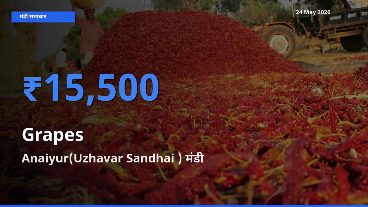 आज अंगूर के सबसे ज़्यादा दाम Anaiyur(Uzhavar Sandhai ) मंडी में दर्ज