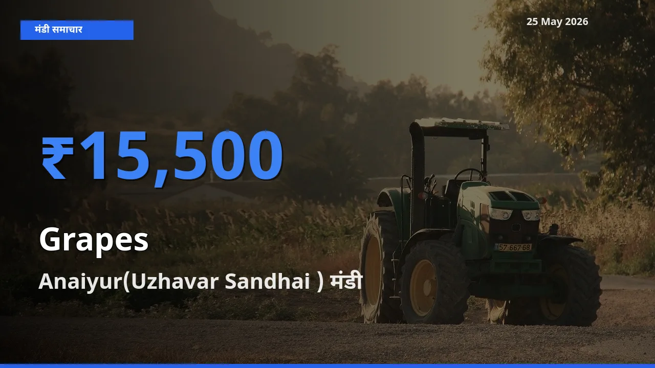 Anaiyur(Uzhavar Sandhai ) मंडी में आज अंगूर के सबसे ऊँचे दाम दर्ज