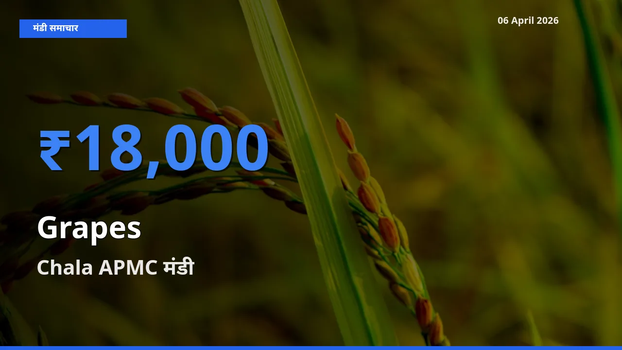आज अंगूर के सबसे ऊँचे दाम ₹18,000 Chala APMC मंडी में