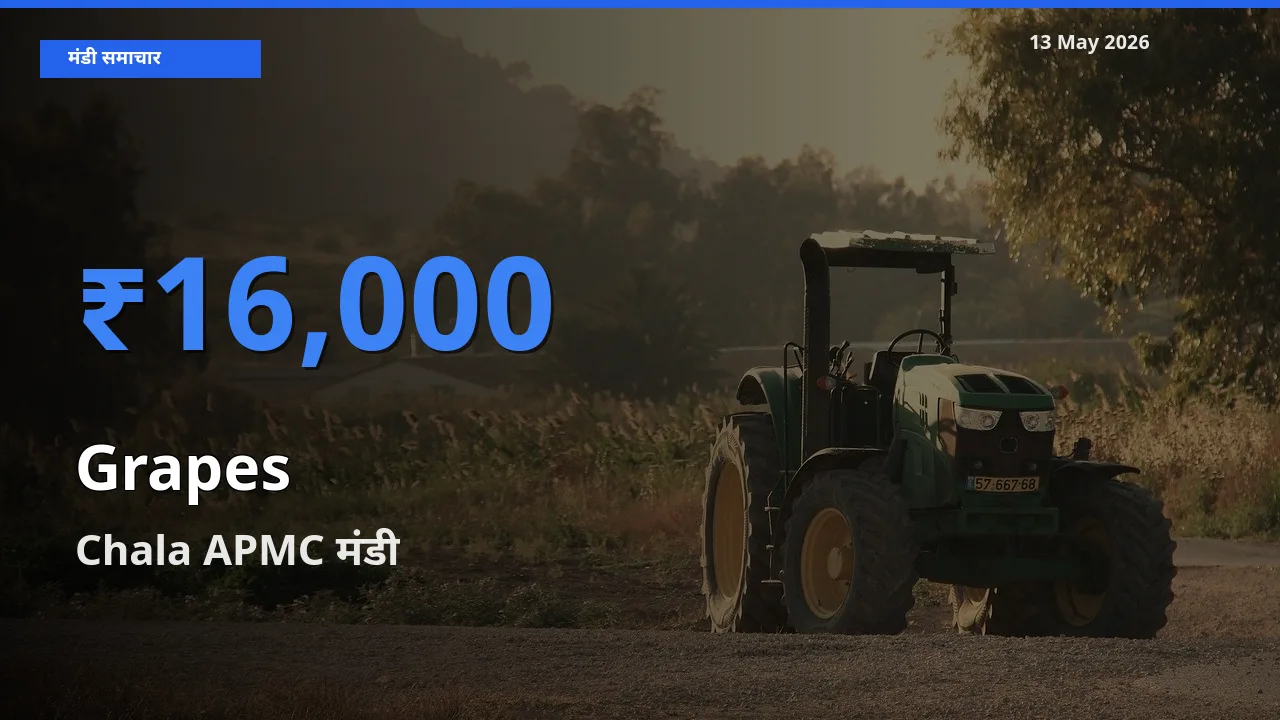 Chala APMC मंडी में अंगूर ₹16,000 पर पहुँचा – आज का सर्वोच्च भाव