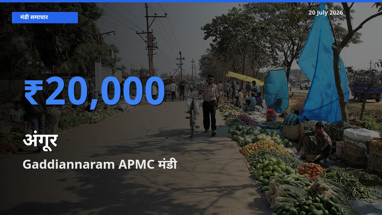 किसानों की पसंद बना Gaddiannaram APMC, अंगूर के सबसे अच्छे दाम