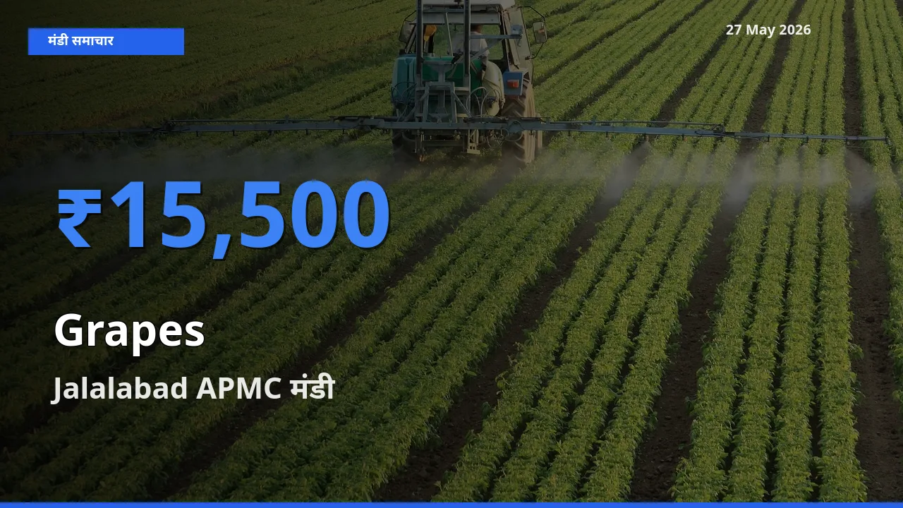 आज अंगूर के सबसे ऊँचे दाम ₹15,500 Jalalabad APMC मंडी में