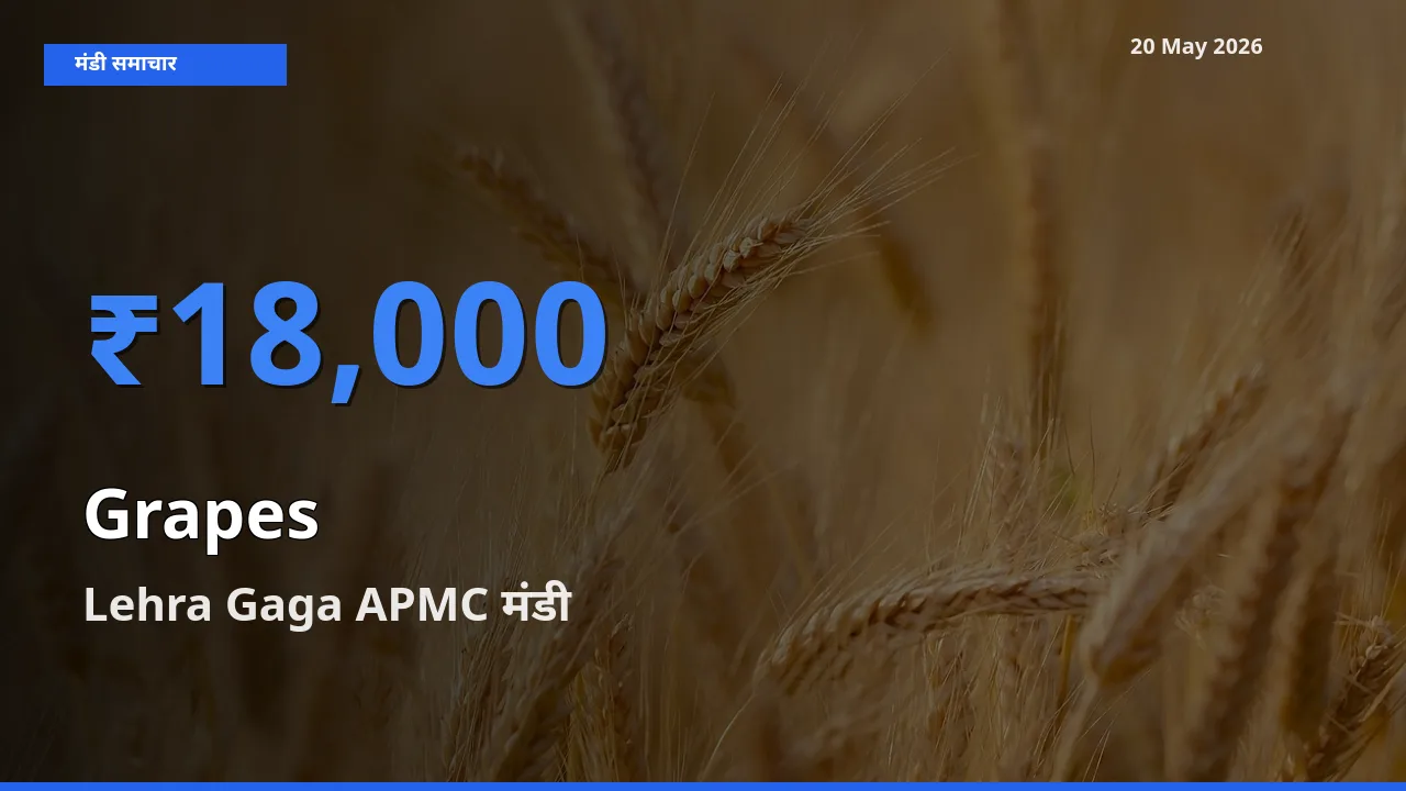 किसानों की पसंद बना Lehra Gaga APMC, अंगूर के सबसे अच्छे दाम