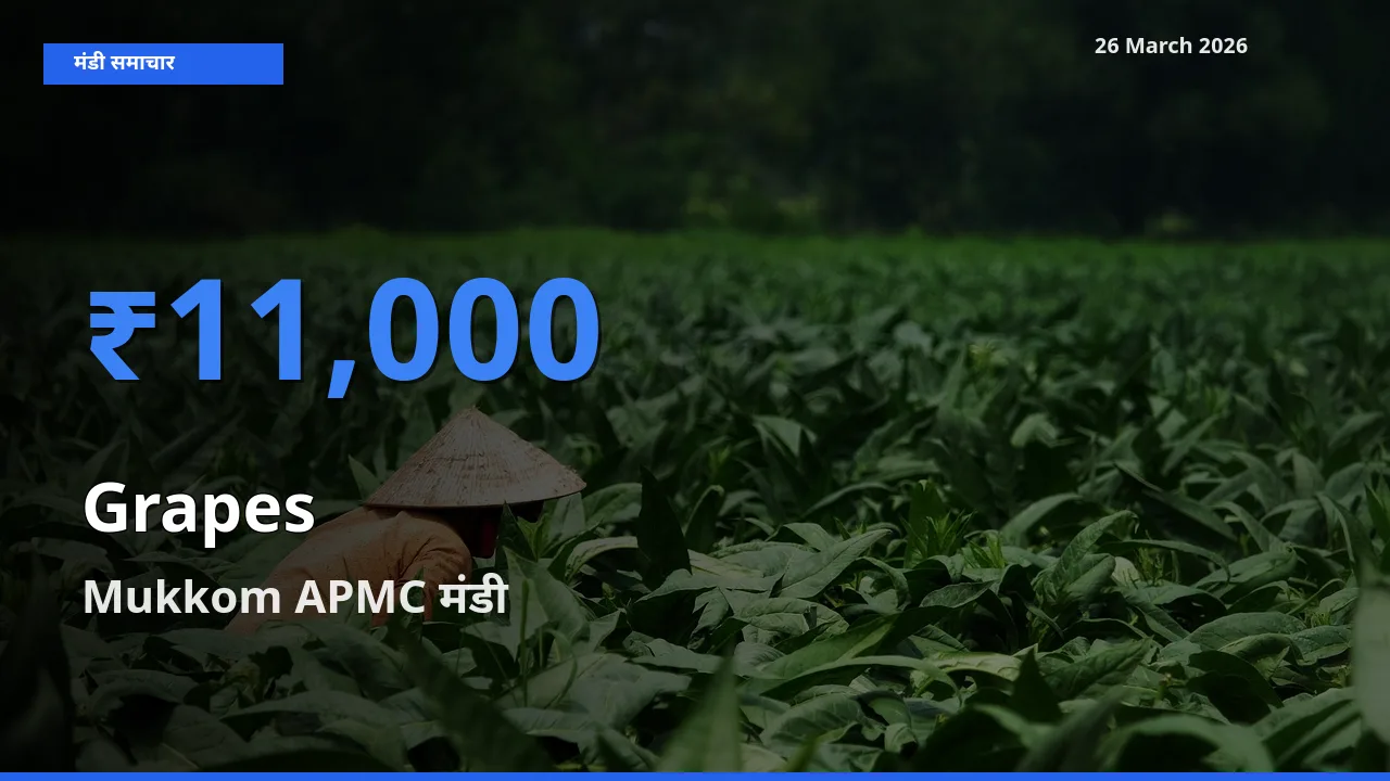 Mukkom APMC में अंगूर का आज सबसे ऊँचा भाव