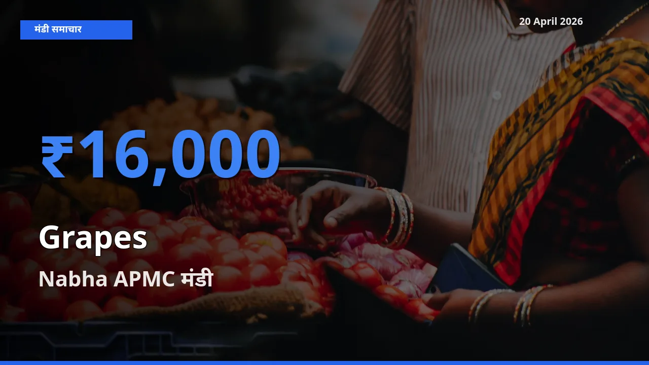 आज अंगूर के सबसे ज़्यादा दाम Nabha APMC मंडी में दर्ज