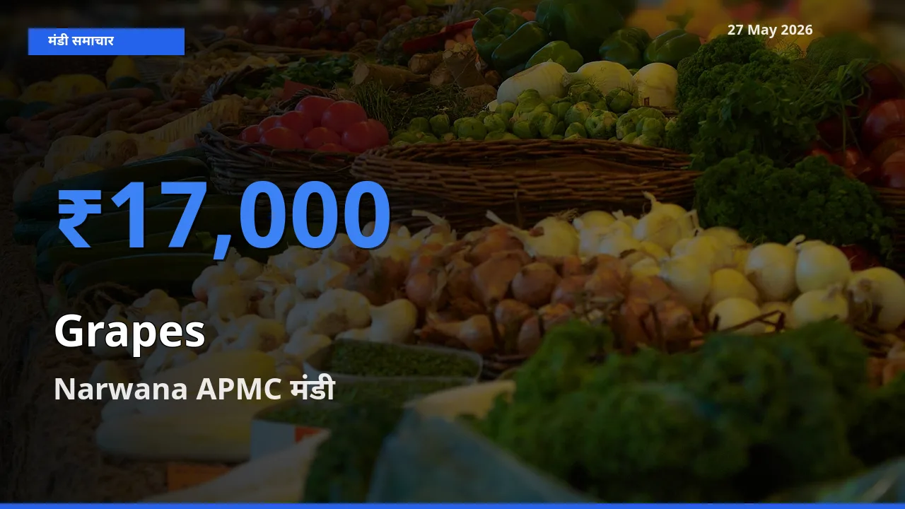 Narwana APMC मंडी में आज अंगूर के सबसे ऊँचे दाम दर्ज