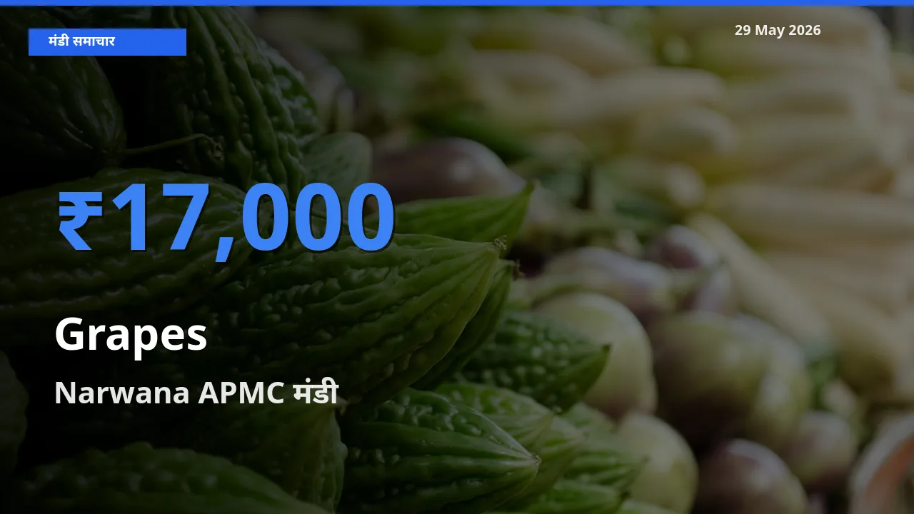 आज अंगूर के सबसे ऊँचे दाम ₹17,000 Narwana APMC मंडी में