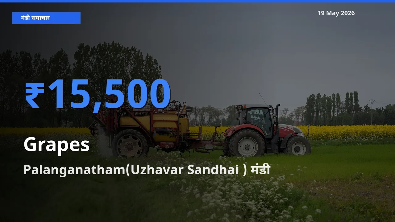 आज अंगूर के सबसे ऊँचे दाम ₹15,500 Palanganatham(Uzhavar Sandhai ) मंडी में