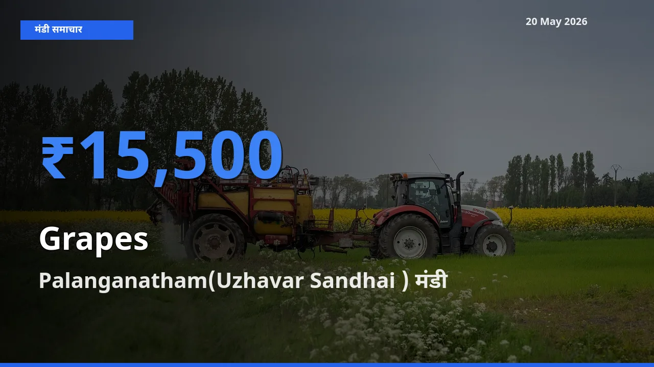 टॉप मंडी बना Palanganatham(Uzhavar Sandhai )! अंगूर के सबसे ऊँचे दाम यहीं दर्ज