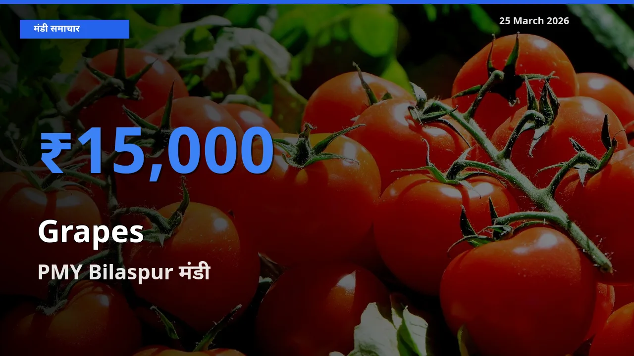 आज अंगूर के सबसे ऊँचे दाम ₹15,000 PMY Bilaspur मंडी में