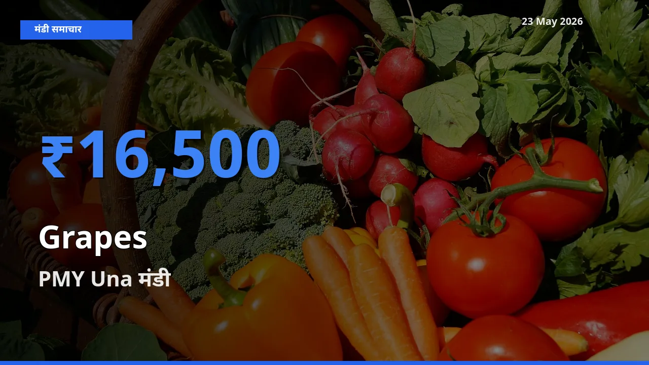 23 May अपडेट: अंगूर के सबसे ऊँचे दाम PMY Una मंडी में