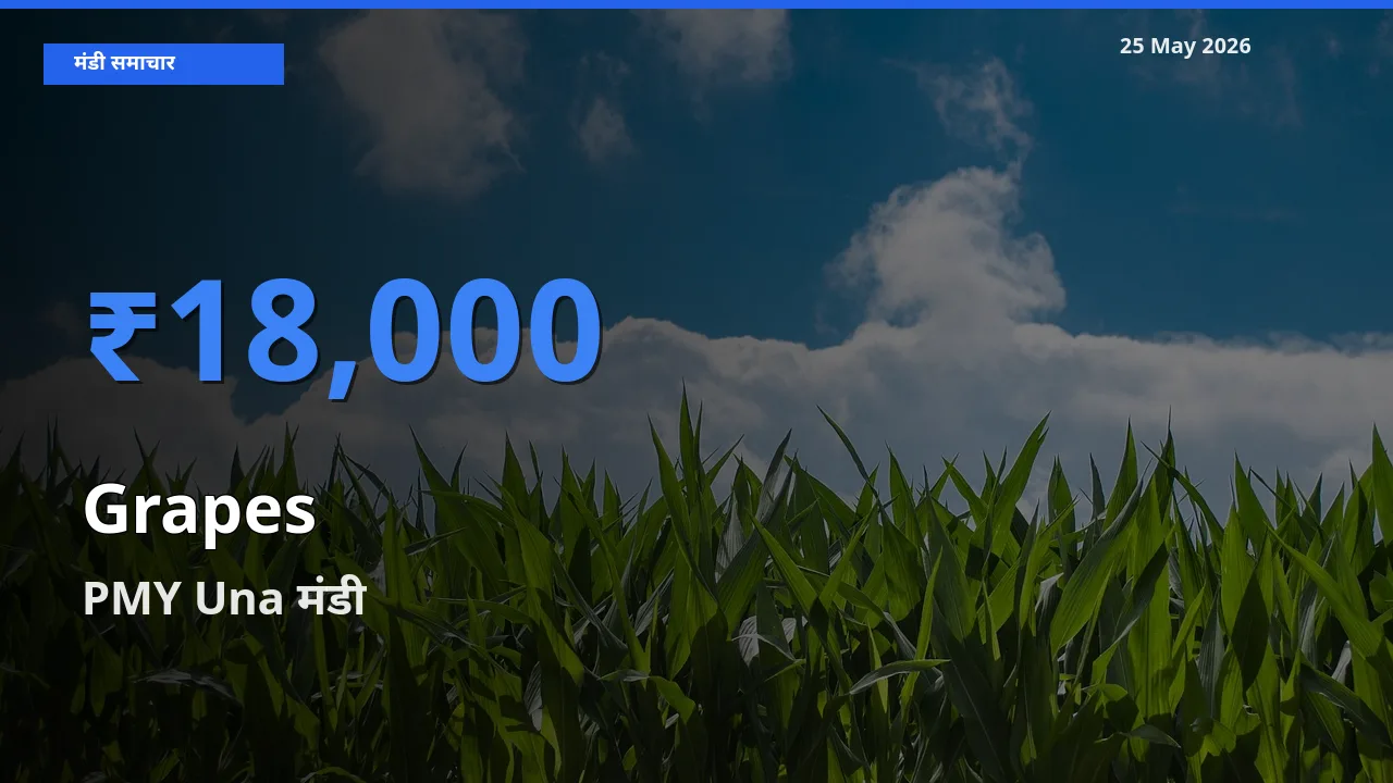 PMY Una मंडी में अंगूर ₹18,000 पर पहुँचा – आज का सर्वोच्च भाव