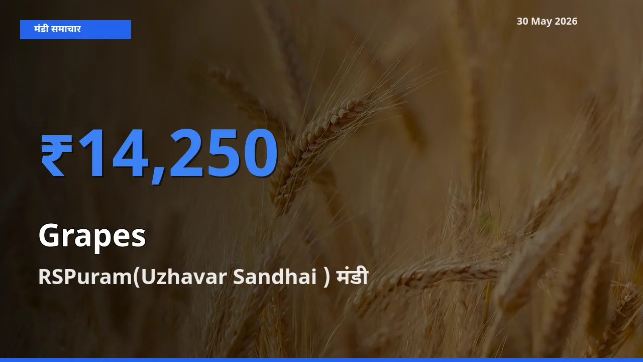 आज का मंडी भाव: अंगूर के सबसे ज़्यादा दाम RSPuram(Uzhavar Sandhai ) में