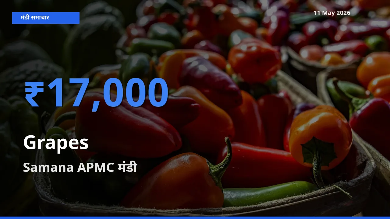 किसानों की पसंद बना Samana APMC, अंगूर के सबसे अच्छे दाम