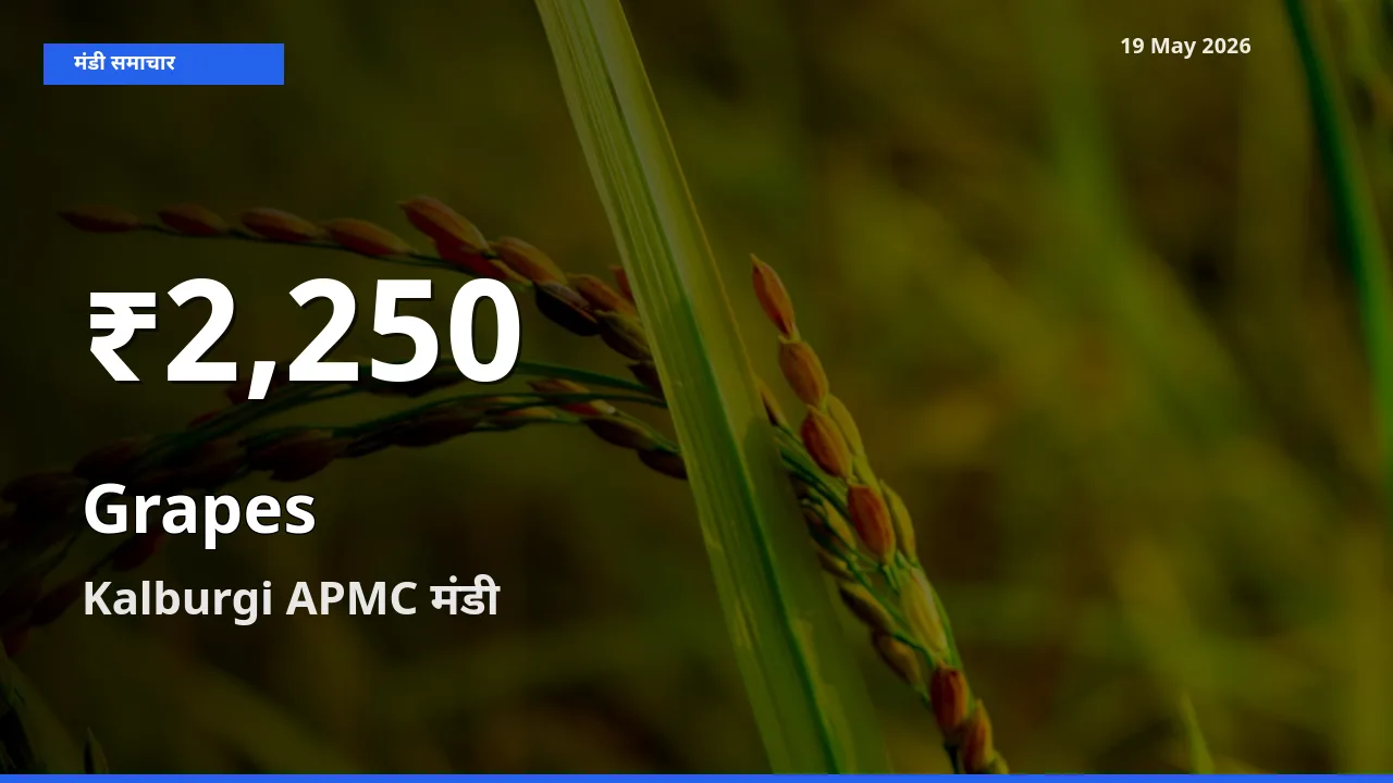 Kalburgi APMC में अंगूर ₹2,250 पर गिरा – 30 दिन का न्यूनतम भाव