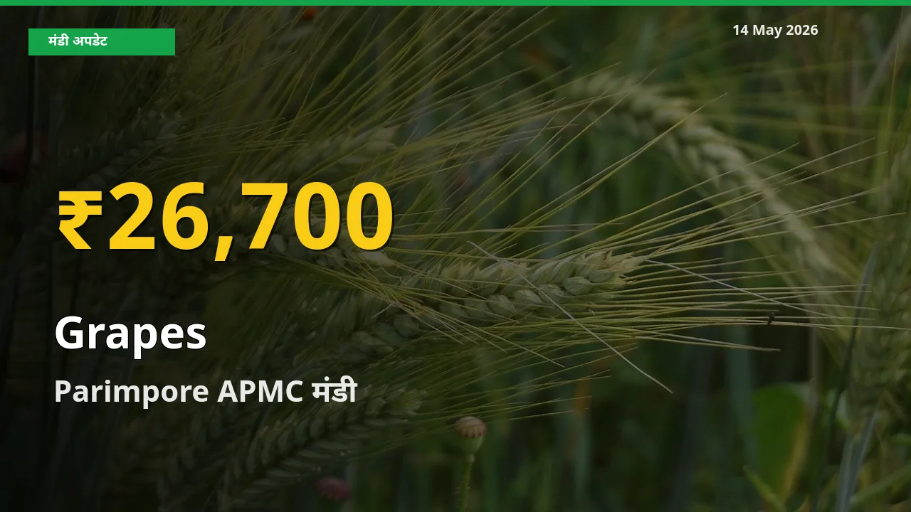 आज Parimpore APMC में अंगूर के दाम रिकॉर्ड स्तर पर, ताज़ा मंडी भाव जानें