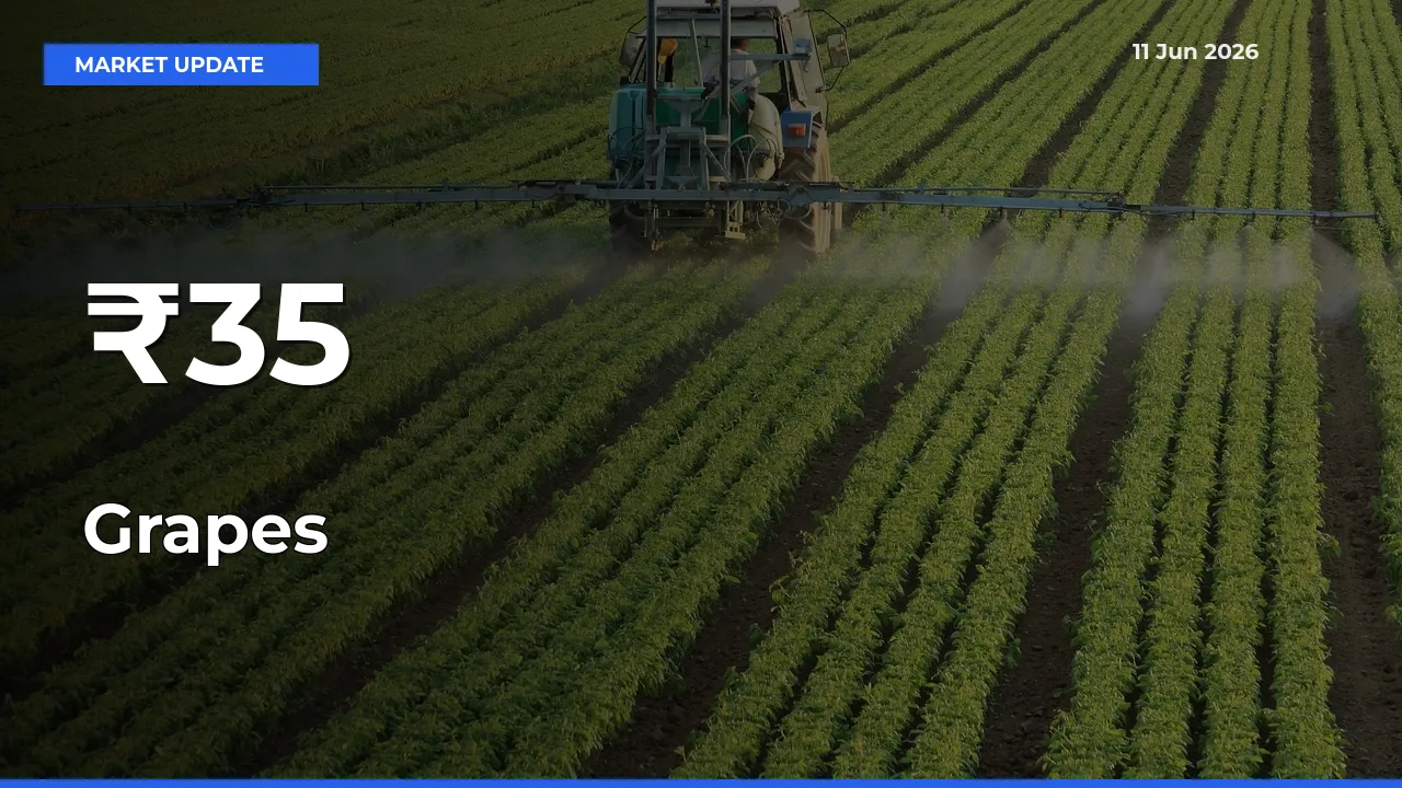 Grapes Shows Strong Mandi Trend – June 11 Market Update