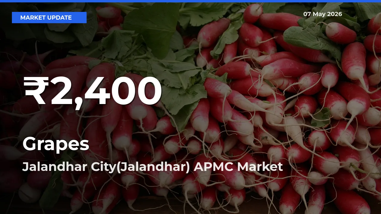 Grapes Hits 30-Day Low in Jalandhar City(Jalandhar) APMC