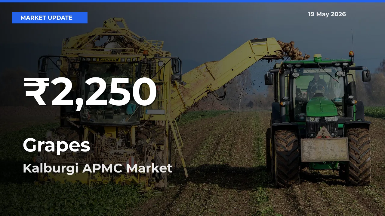 Grapes Falls to ₹2,250 in Kalburgi APMC – 30-Day Lowest Rate