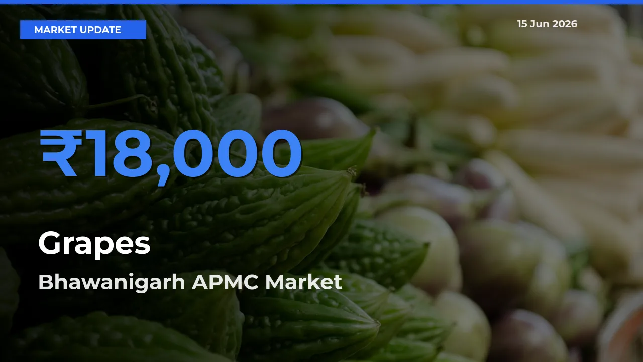 Grapes Mandi Rate Today: Bhawanigarh APMC Tops the List