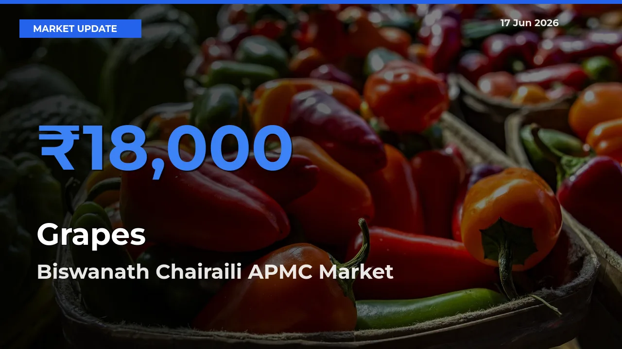 Biswanath Chairaili APMC Offers ₹18,000 – Highest Grapes Rate Today