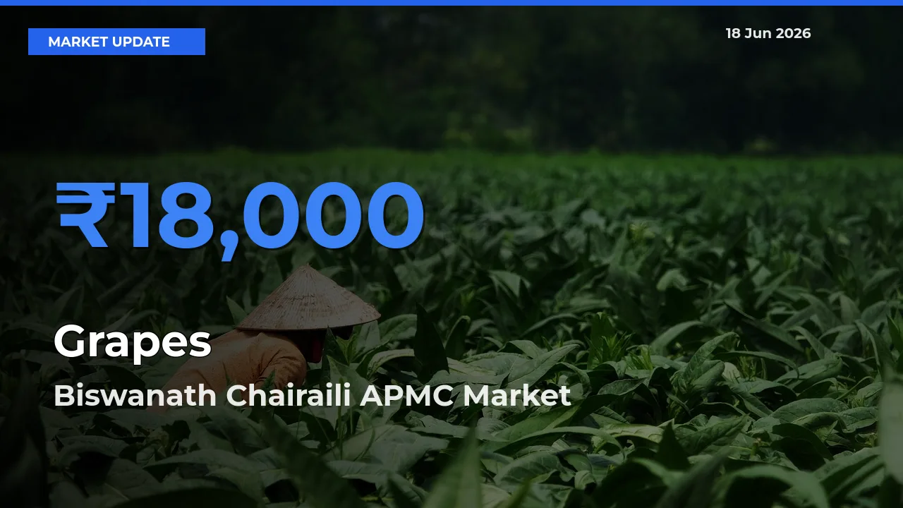 Farmers Prefer Biswanath Chairaili APMC as Grapes Hits Highest Rate