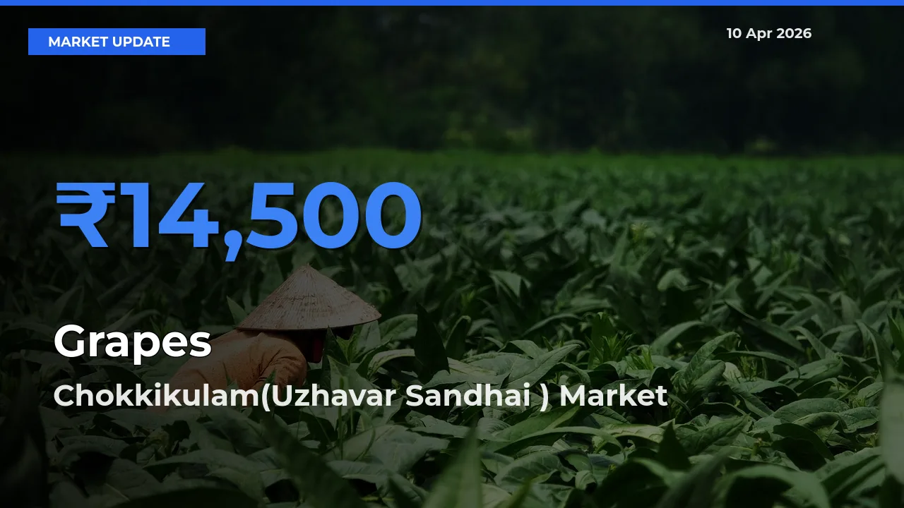 Market Watch: Chokkikulam(Uzhavar Sandhai ) Becomes Top Mandi for Grapes