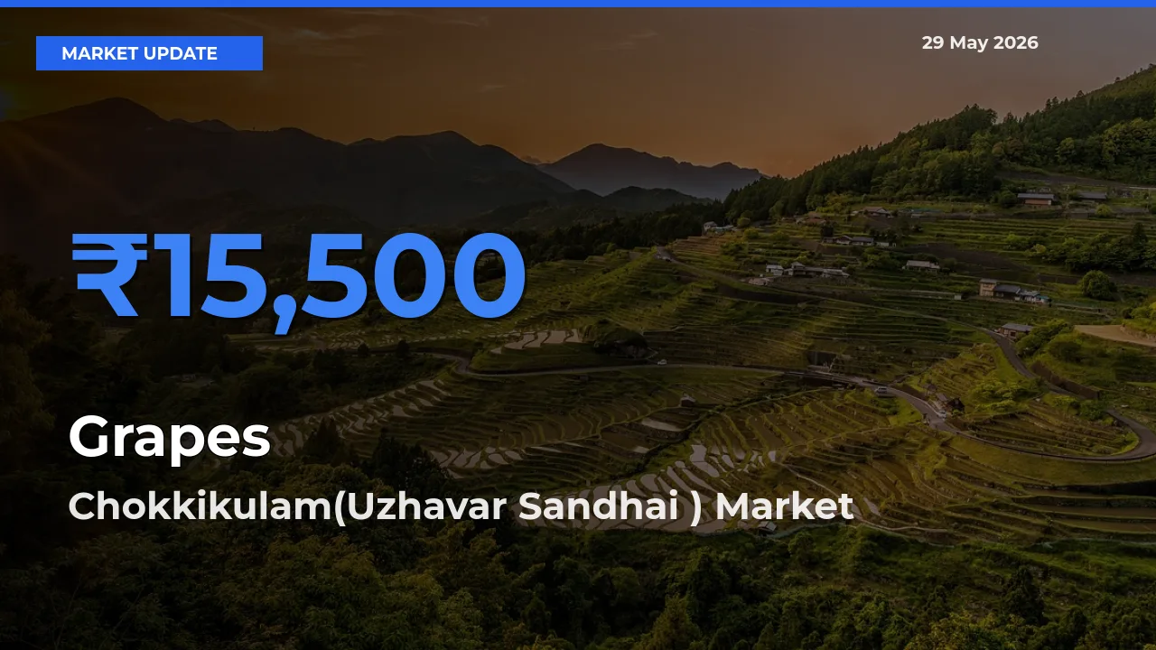 Chokkikulam(Uzhavar Sandhai ) Emerges as Top Mandi for Grapes Prices Today