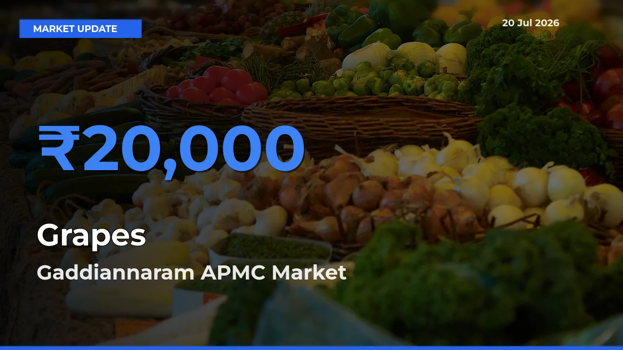 Top Performer! Gaddiannaram APMC Offers Best Grapes Price Today