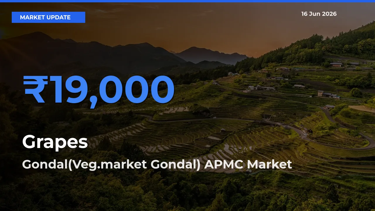 Gondal(Veg.market Gondal) APMC Tops Grapes Rates – June 16 Market Update