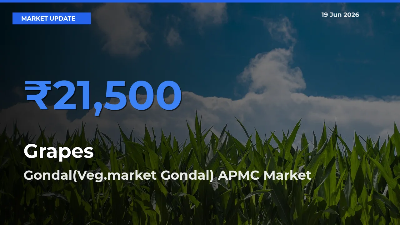 Gondal(Veg.market Gondal) APMC Offers ₹21,500 – Highest Grapes Rate Today