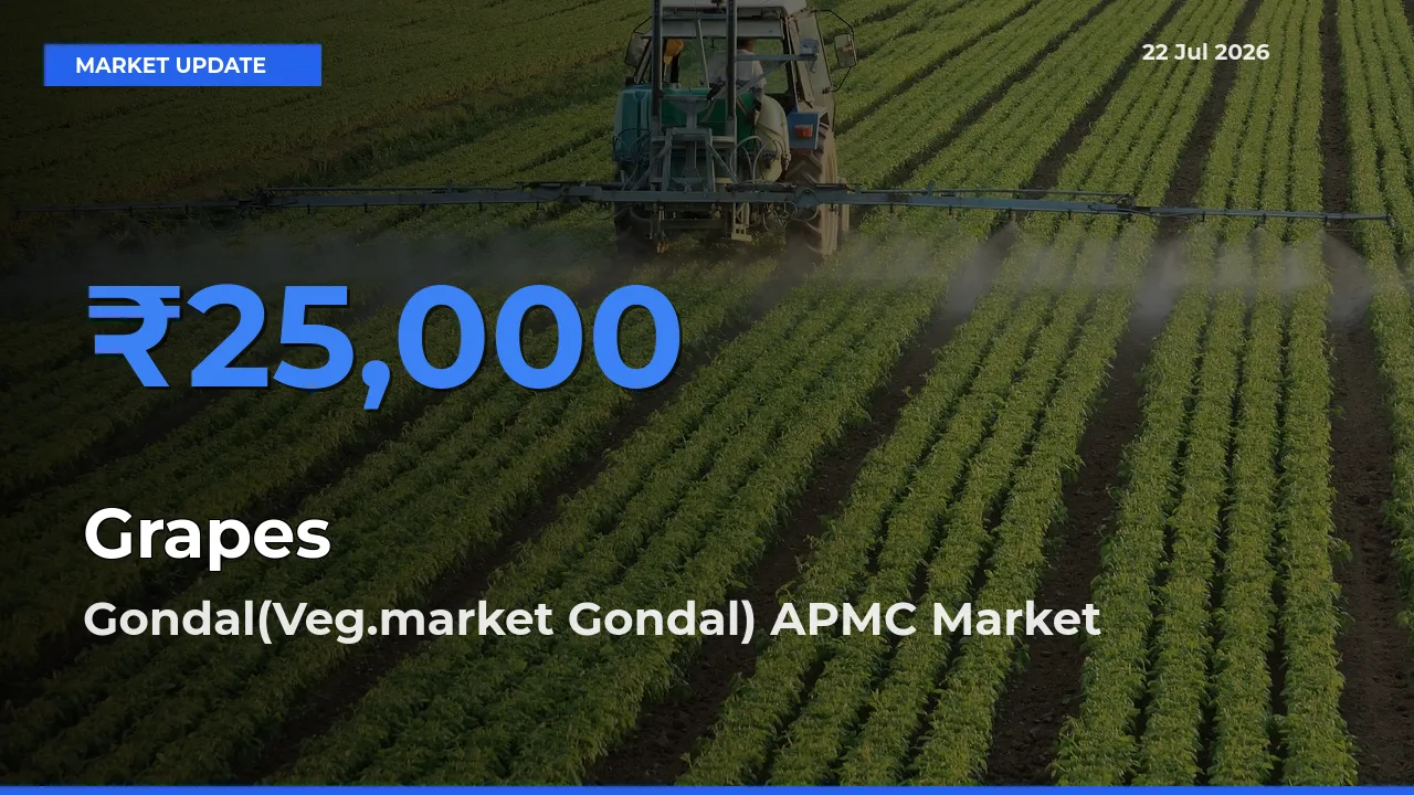 Gondal(Veg.market Gondal) APMC Offers ₹25,000 – Highest Grapes Rate Today