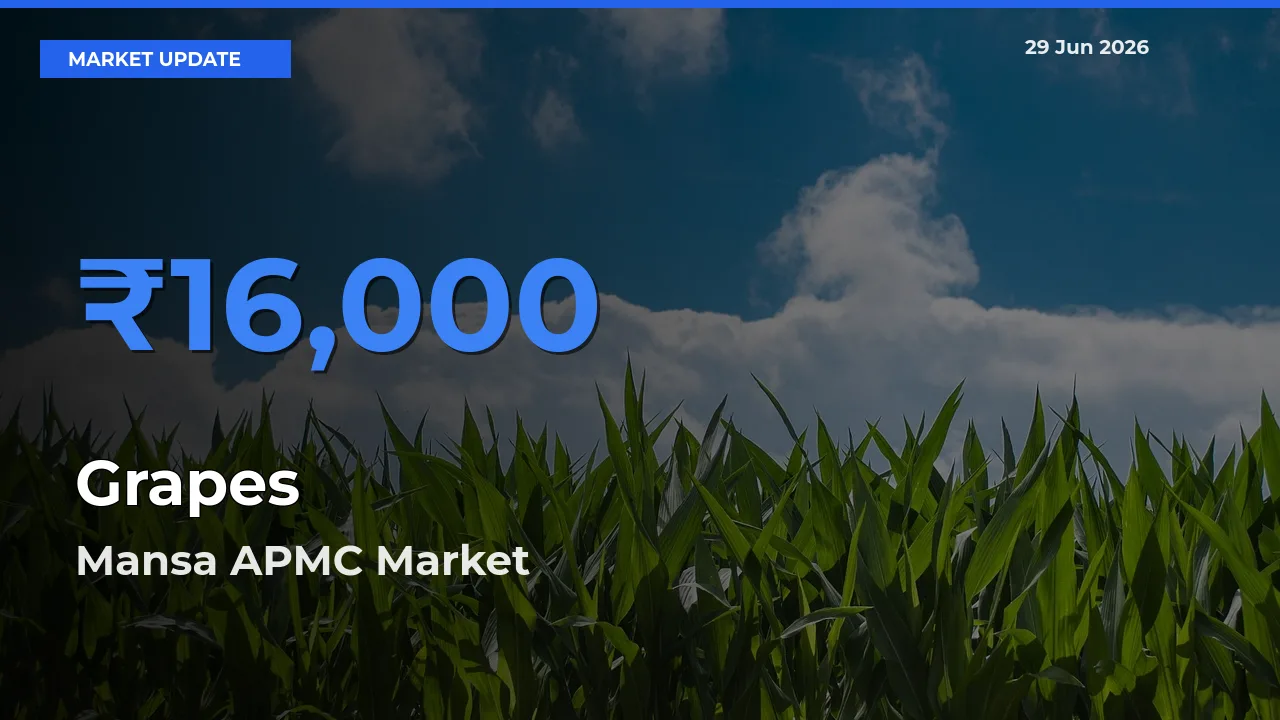 Farmers Prefer Mansa APMC as Grapes Hits Highest Rate