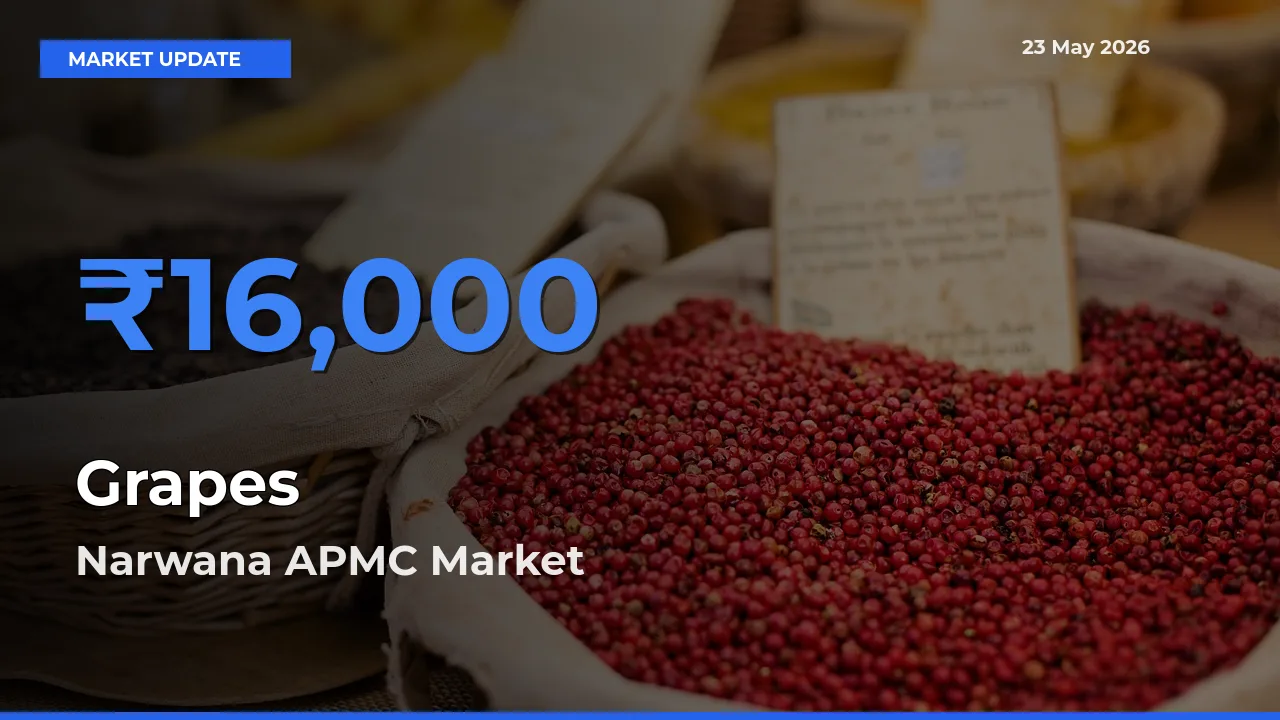 Top Performer! Narwana APMC Offers Best Grapes Price Today