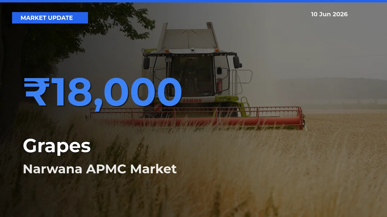 Farmers Prefer Narwana APMC as Grapes Hits Highest Rate