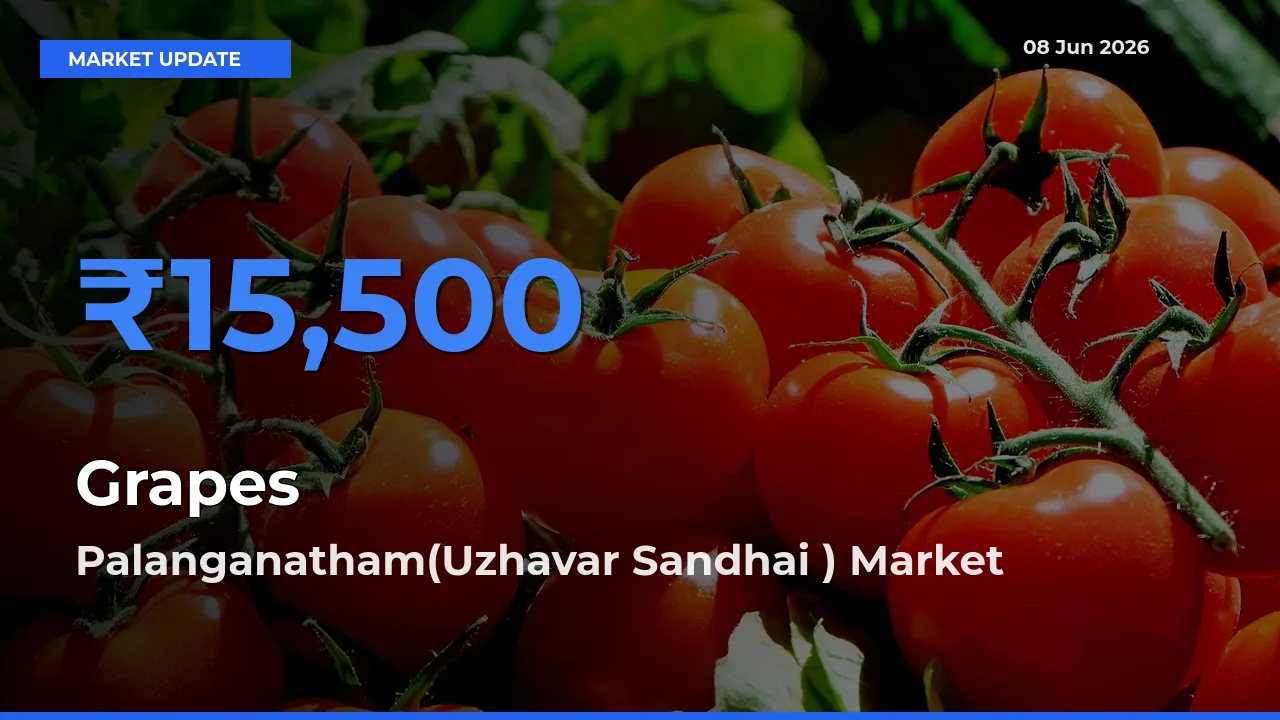 Palanganatham(Uzhavar Sandhai ) Records Highest ₹15,500 Rate for Grapes