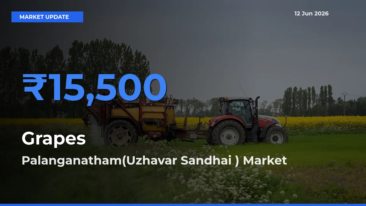 Palanganatham(Uzhavar Sandhai ) Records Highest ₹15,500 Rate for Grapes