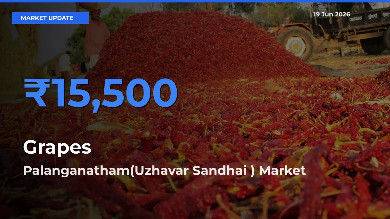 Grapes Mandi Rate Today: Palanganatham(Uzhavar Sandhai ) Tops the List