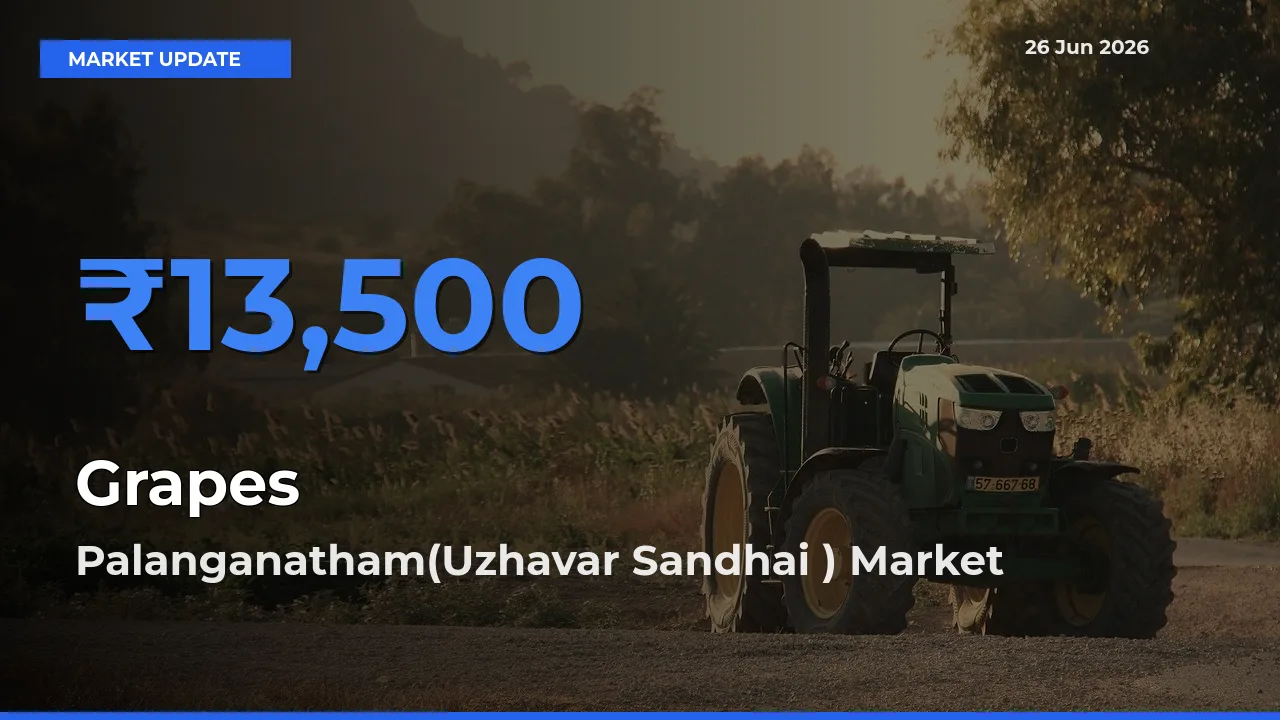 Palanganatham(Uzhavar Sandhai ) Tops Grapes Rates – June 26 Market Update