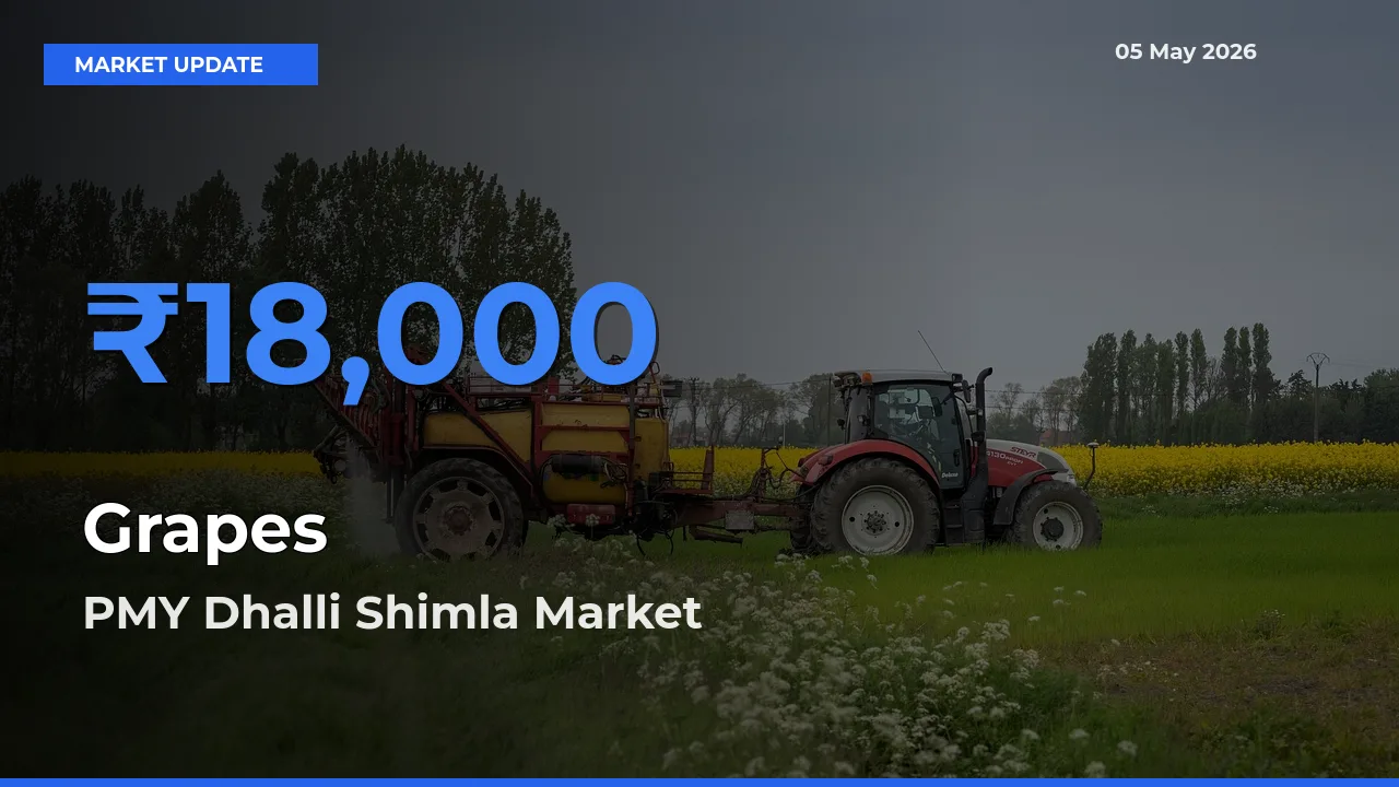 PMY Dhalli Shimla Tops Grapes Rates – May 05 Market Update