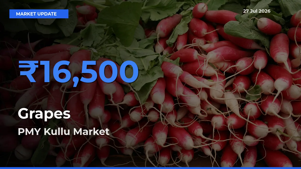 PMY Kullu, Himachal Pradesh Offers ₹16,500 – Highest Grapes Rate Today