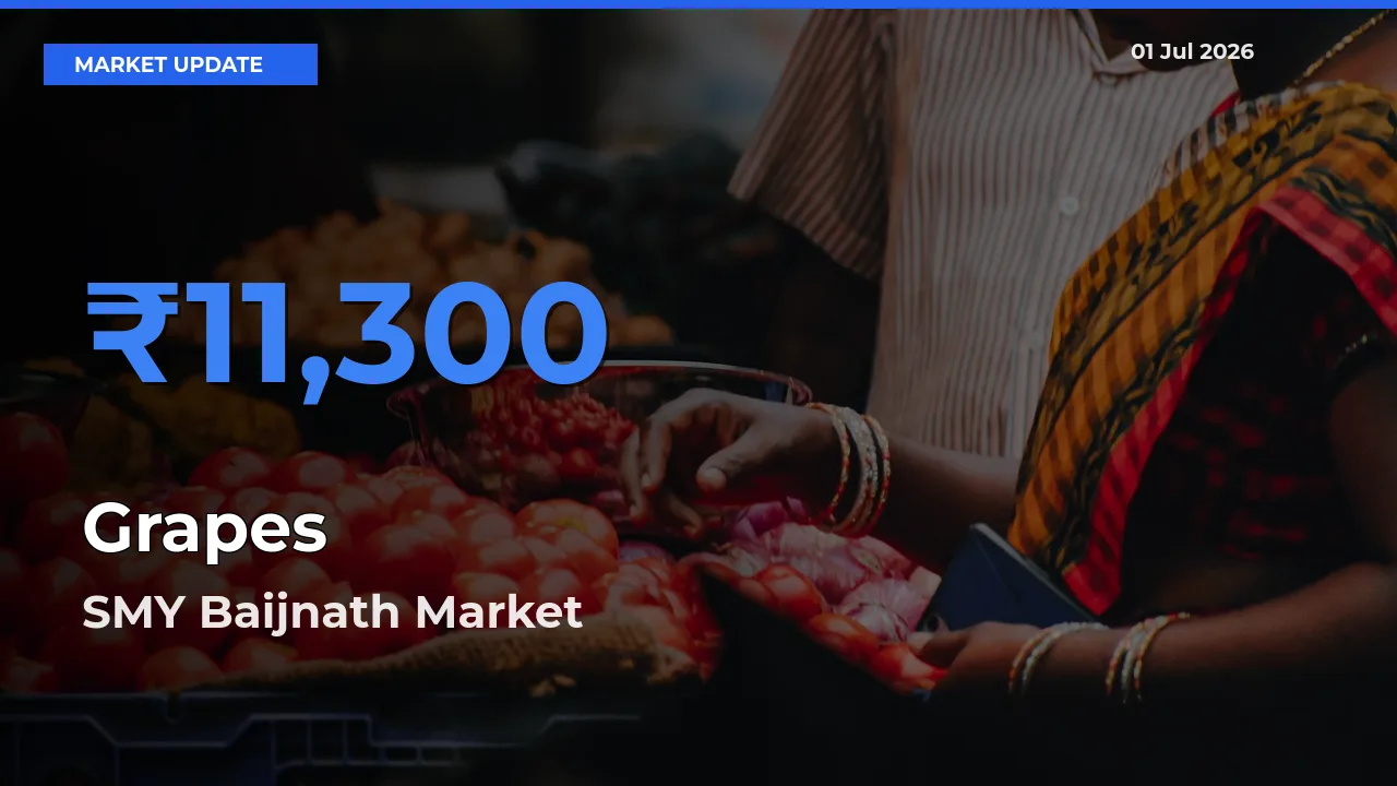 SMY Baijnath Leads as Top Mandi for Grapes Prices