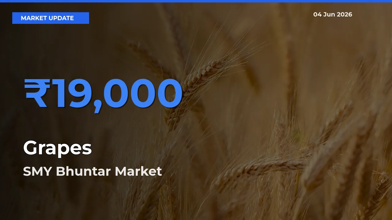 Grapes Mandi Rate Today: SMY Bhuntar Tops the List