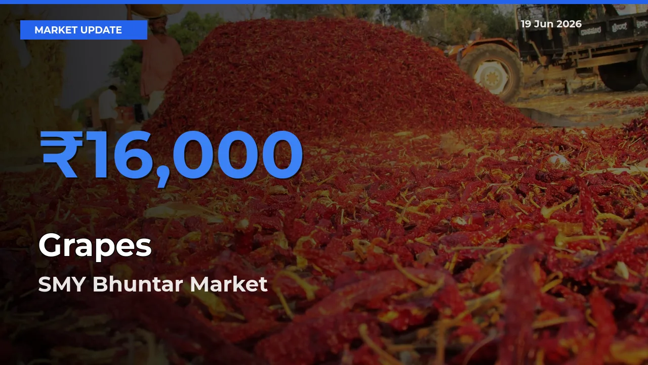 SMY Bhuntar Offers ₹16,000 – Highest Grapes Rate Today