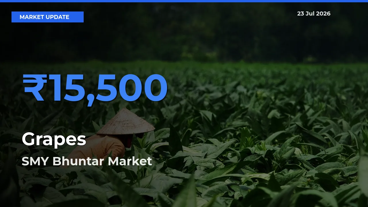 SMY Bhuntar Offers ₹15,500 – Highest Grapes Rate Today