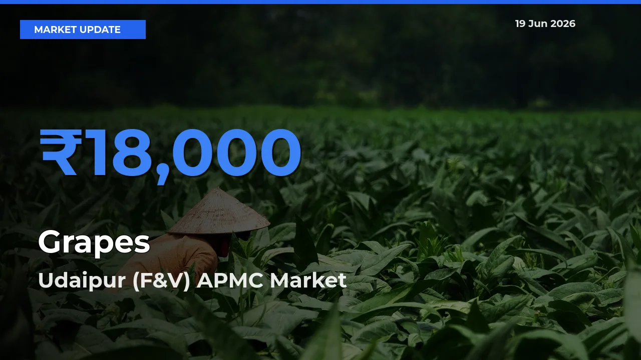 Farmers Prefer Udaipur (F&V) APMC as Grapes Hits Highest Rate